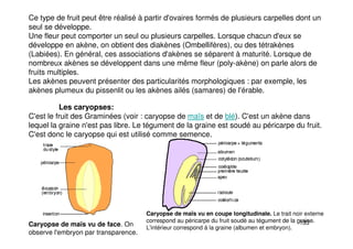 133
Ce type de fruit peut être réalisé à partir d'ovaires formés de plusieurs carpelles dont un
seul se développe.
Une fleur peut comporter un seul ou plusieurs carpelles. Lorsque chacun d'eux se
développe en akène, on obtient des diakènes (Ombellifères), ou des tétrakènes
(Labiées). En général, ces associations d'akènes se séparent à maturité. Lorsque de
nombreux akènes se développent dans une même fleur (poly-akène) on parle alors de
fruits multiples.
Les akènes peuvent présenter des particularités morphologiques : par exemple, les
akènes plumeux du pissenlit ou les akènes ailés (samares) de l'érable.
Les caryopses:
C'est le fruit des Graminées (voir : caryopse de maïs et de blé). C'est un akène dans
lequel la graine n'est pas libre. Le tégument de la graine est soudé au péricarpe du fruit.
C'est donc le caryopse qui est utilisé comme semence.
Caryopse de maïs vu de face. On
observe l'embryon par transparence.
Caryopse de maïs vu en coupe longitudinale. Le trait noir externe
correspond au péricarpe du fruit soudé au tégument de la graine.
L'intérieur correspond à la graine (albumen et embryon).
 