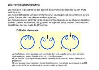 134
LES FRUITS SECS DEHISCENTS:
Les fruits dont le péricarpe est sec peuvent s'ouvrir (fruits déhiscents) ou non (fruits
indéhiscents).
Les fruits indéhiscents sont souvent formés d'un seul carpelle et ne contiennent qu'une
graine. Ce sont alors des akènes ou des caryopses.
Les fruits déhiscents sont très variés. Ils peuvent comprendre un ou plusieurs carpelles
soudés. Ce sont les follicules, les gousses, les capsules et les siliques. Ces fruits sont
caractérisés par leur mode de déhiscence.
Follicules et gousses:
A : les follicules et les gousses sont constitués d'un seul carpelle fermé, dont les bords
sont soudés au niveau des placentas qui portent les graines.
B : un follicule s'ouvre par une seule fente de déhiscence située au niveau de la suture
placentaire.
C : une gousse s'ouvre par deux fentes de déhiscence, l'une située au niveau de la suture
placentaire et l'autre au niveau de la nervure médiane du carpelle.
 