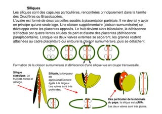 135
Siliques
Les siliques sont des capsules particulières, rencontrées principalement dans la famille
des Crucifères ou Brassicacées.
L'ovaire est formé de deux carpelles soudés à placentation pariétale. Il ne devrait y avoir
en principe qu'une seule loge. Une cloison supplémentaire (cloison surnuméraire) se
développe entre les placentas opposés. Le fruit devient alors biloculaire, la déhiscence
s'effectue par quatre fentes situées de part et d'autre des placentas (déhiscence
paraplacentaire). Lorsque les deux valves externes se séparent, les graines restent
attachées au cadre placentaire qui entoure la cloison surnuméraire, puis se détachent.
Formation de la cloison surnuméraire et déhiscence d'une silique vue en coupe transversale.
Silique
classique. Le
fruit est mince et
allongé.
Silicule, la longueur
est
approximativement
égale à la largeur.
Les valves sont très
profondes.
Cas particulier de la monnaie
du pape, la silique est aplatie.
Les deux valves sont très plates.
 