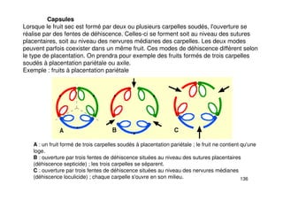 136
Capsules
Lorsque le fruit sec est formé par deux ou plusieurs carpelles soudés, l'ouverture se
réalise par des fentes de déhiscence. Celles-ci se forment soit au niveau des sutures
placentaires, soit au niveau des nervures médianes des carpelles. Les deux modes
peuvent parfois coexister dans un même fruit. Ces modes de déhiscence diffèrent selon
le type de placentation. On prendra pour exemple des fruits formés de trois carpelles
soudés à placentation pariétale ou axile.
Exemple : fruits à placentation pariétale
A : un fruit formé de trois carpelles soudés à placentation pariétale ; le fruit ne contient qu'une
loge.
B : ouverture par trois fentes de déhiscence situées au niveau des sutures placentaires
(déhiscence septicide) ; les trois carpelles se séparent.
C : ouverture par trois fentes de déhiscence situées au niveau des nervures médianes
(déhiscence loculicide) ; chaque carpelle s'ouvre en son milieu.
 