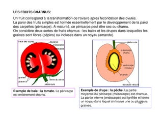 137
LES FRUITS CHARNUS:
Un fruit correspond à la transformation de l'ovaire après fécondation des ovules.
La paroi des fruits simples est formée essentiellement par le développement de la paroi
des carpelles (péricarpe). A maturité, ce péricarpe peut être sec ou charnu.
On considère deux sortes de fruits charnus : les baies et les drupes dans lesquelles les
graines sont libres (pépins) ou incluses dans un noyau (amande).
Exemple de baie : la tomate. Le péricarpe
est entièrement charnu.
Exemple de drupe : la pêche. La partie
moyenne du péricarpe (mésocarpe) est charnue.
La partie interne (endocarpe) est lignifiée et forme
un noyau dans lequel on trouve une ou plusieurs
graines.
 