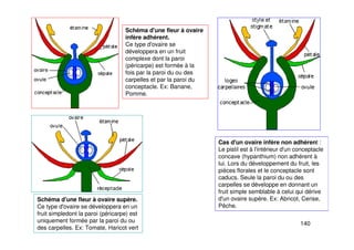 140
Schéma d'une fleur à ovaire supère.
Ce type d'ovaire se développera en un
fruit simpledont la paroi (péricarpe) est
uniquement formée par la paroi du ou
des carpelles. Ex: Tomate, Haricot vert
Schéma d'une fleur à ovaire
infère adhérent.
Ce type d'ovaire se
développera en un fruit
complexe dont la paroi
(péricarpe) est formée à la
fois par la paroi du ou des
carpelles et par la paroi du
conceptacle. Ex: Banane,
Pomme.
Cas d'un ovaire infère non adhérent :
Le pistil est à l'intérieur d'un conceptacle
concave (hypanthium) non adhérent à
lui. Lors du développement du fruit, les
pièces florales et le conceptacle sont
caducs. Seule la paroi du ou des
carpelles se développe en donnant un
fruit simple semblable à celui qui dérive
d'un ovaire supère. Ex: Abricot, Cerise,
Pêche.
 