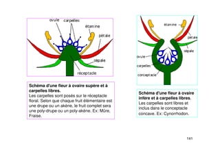 141
Schéma d'une fleur à ovaire supère et à
carpelles libres.
Les carpelles sont posés sur le réceptacle
floral. Selon que chaque fruit élémentaire est
une drupe ou un akène, le fruit complet sera
une poly-drupe ou un poly-akène. Ex: Mûre,
Fraise.
Schéma d'une fleur à ovaire
infère et à carpelles libres.
Les carpelles sont libres et
inclus dans le conceptacle
concave. Ex: Cynorrhodon.
 