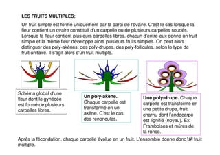 142
LES FRUITS MULTIPLES:
Un fruit simple est formé uniquement par la paroi de l'ovaire. C'est le cas lorsque la
fleur contient un ovaire constitué d'un carpelle ou de plusieurs carpelles soudés.
Lorsque la fleur contient plusieurs carpelles libres, chacun d'entre-eux donne un fruit
simple et la même fleur développe alors plusieurs fruits simples. On peut alors
distinguer des poly-akènes, des poly-drupes, des poly-follicules, selon le type de
fruit unitaire. Il s'agit alors d'un fruit multiple.
Après la fécondation, chaque carpelle évolue en un fruit. L'ensemble donne donc un fruit
multiple.
Schéma global d'une
fleur dont le gynécée
est formé de plusieurs
carpelles libres.
Un poly-akène.
Chaque carpelle est
transformé en un
akène. C'est le cas
des renoncules.
Une poly-drupe. Chaque
carpelle est transformé en
une petite drupe, fruit
charnu dont l'endocarpe
est lignifié (noyau). Ex:
Framboises et mûres de
la ronce.
 