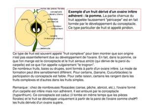 145
Exemple d'un fruit dérivé d'un ovaire infère
adhérent : la pomme. La partie charnue du
fruit appelée faussement "péricarpe" est en fait
formée par le développement du conceptacle.
Ce type particulier de fruit st appelé piridion.
Ce type de fruit est souvent appelé "fruit complexe" pour bien montrer que son origine
n'est pas essentiellement due au développement de l'ovaire. En fait, dans la pomme, ce
que l'on mange est le conceptacle et le fruit sensus stricto (qui dérive de la paroi du
carpelle) est ce que l'on appelle vulgairement "le trognon".
De nombreux fruits, baies ou drupes, sont formés à partir d'un ovaire infère. Le mode de
formation peut être sensiblement différent. Pour certains, (banane, Cucurbitacées) la
participation du conceptacle est faible. Pour cette raison, certains les rangent dans les
fruits complexes et d'autres dans les fruits simples.
Remarque : chez de nombreuses Rosacées (cerise, pêche, abricot, etc.), l'ovaire formé
d'un carpelle est infère mais non adhérent. Il est entouré par le conceptacle
(hypanthium). Ce conceptacle est caduc (il tombe en même temps que les pièces
florales) et le fruit se développe uniquement à partir de la paroi de l'ovaire comme chez
les fruits dérivés d'un ovaire supère.
 