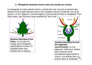 146
2 - Réceptacle devenant charnu mais non soudé aux ovaires
Le réceptacle lui-même devient charnu. Il porte les fruits. Ce sont en général des
akènes (fruits simples dérivés chacun d'un carpelle unique et contenant une seule
graine). Le fruit "apparent" commercialisé ou consommé est donc le réceptacle. Pour
cette raison, ces fruits sont aussi qualifiés de "faux fruits".
Schéma théorique d'une
fraise. Le fruit que l'on
mange est le réceptacle
hypertrophié et charnu. N
carpelles libres sont
transformés en akènes.
Schéma théorique du fruit
de l'églantine
(cynorrhodon). Le fruit
apparent, utilisé pour réaliser
des confitures est le
conceptacle hypertrophié et
charnu. Les akènes sont, ici,
enfouis dans le réceptacle.
 