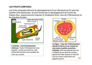 147
LES FRUITS COMPOSES:
Les fruits composés dérivent du développement d'une inflorescence.On peut les
qualifier d'infrutescences. Ils sont formés par le développement de l'ovaire de
chaque fleur, auquel peuvent s'ajouter le réceptacle floral, l'axe de l'inflorescence et
les bractées florales.
L'ananas : une infrutescence
charnue. Toute l'inflorescence (axe,
bractée, ovaire) est charnue. Ces
différentes parties sont soudées les
unes aux autres.
La figue : l'axe de l'inflorescence
devient charnu et se creuse en
une outre à petite ouverture
(ostiole). Elle est tapissée par les
multiples fleurs dont les ovaires
deviennent des akènes à maturité.
Ce fruit charnu particulier est
appelé sycone.
 