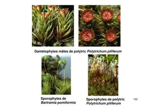 152
Gamétophytes mâles de polytric Polytrichum piliferum
Sporophytes de
Bartramia pomiformis
Sporophytes de polytric
Polytrichum piliferum
 