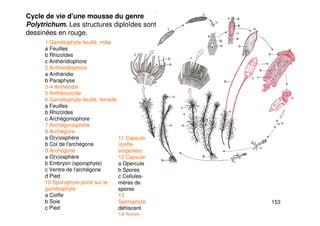 153
1 Gamétophyte feuillé, mâle
a Feuilles
b Rhizoïdes
c Anthéridiophore
2 Anthéridiophore
a Anthéridie
b Paraphyse
3-4 Anthéridie
5 Anthérozoïde
6 Gamétophyte feuillé, femelle
a Feuilles
b Rhizoïdes
c Archégoniophore
7 Archégoniophore
8 Archégone
a O(v)osphère
b Col de l'archégone
9 Archégone
a O(v)osphère
b Embryon (sporophyte)
c Ventre de l'archégone
d Pied
10 Sporophyte porté sur le
gamétophyte
a Coiffe
b Soie
c Pied
Cycle de vie d'une mousse du genre
Polytrichum. Les structures diploïdes sont
dessinées en rouge.
11 Capsule
(coiffe
emportée)
12 Capsule
a Opercule
b Spores
c Cellules-
mères de
spores
13
Sporophyte
déhiscent
14 Spore
 