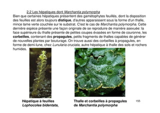 155
2.2 Les hépatiques dont Marchantia polymorpha
Bien que certaines hépatiques présentent des gamétophytes feuillés, dont la disposition
des feuilles est alors toujours distique, d'autres apparaissent sous la forme d'un thalle,
mince lame verte couchée sur le substrat. C'est le cas de Marchantia polymorpha. Cette
dernière espèce présente une façon originale de se reproduire de manière asexuée: la
face supérieure du thalle présente de petites coupes évasées en forme de couronne, les
corbeilles, contenant des propagules, petits fragments de thalles capables de générer
de nouvelles plantes par bouturage. On trouve aussi des corbeilles à propagules, en
forme de demi-lune, chez Lunularia cruciata, autre hépatique à thalle des sols et rochers
humides.
Hépatique à feuilles
Lophocolea bidentata,
Thalle et corbeilles à propagules
de Marchantia polymorpha
 