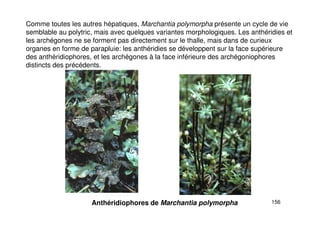 156
Comme toutes les autres hépatiques, Marchantia polymorpha présente un cycle de vie
semblable au polytric, mais avec quelques variantes morphologiques. Les anthéridies et
les archégones ne se forment pas directement sur le thalle, mais dans de curieux
organes en forme de parapluie: les anthéridies se développent sur la face supérieure
des anthéridiophores, et les archégones à la face inférieure des archégoniophores
distincts des précédents.
Anthéridiophores de Marchantia polymorpha
 
