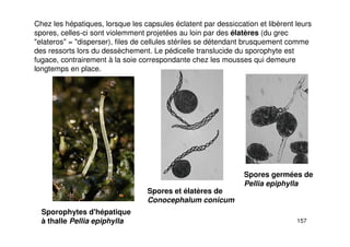 157
Chez les hépatiques, lorsque les capsules éclatent par dessiccation et libèrent leurs
spores, celles-ci sont violemment projetées au loin par des élatères (du grec
"elateros" = "disperser), files de cellules stériles se détendant brusquement comme
des ressorts lors du dessèchement. Le pédicelle translucide du sporophyte est
fugace, contrairement à la soie correspondante chez les mousses qui demeure
longtemps en place.
Sporophytes d'hépatique
à thalle Pellia epiphylla
Spores et élatères de
Conocephalum conicum
Spores germées de
Pellia epiphylla
 