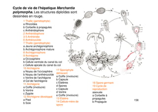 158
1 Thalle (gamétophyte)
a Rhizoïdes
b Corbeille à propagules
c Anthéridiophore
2 Anthéridiophore
3-5 Anthéridie
6 Anthérozoïde
7 Thalle (gamétophyte)
a Jeune archégoniophore
b Archégoniophore mature
8 Archégoniophore
9 Archégone
a O(v)osphère
b Cellule ventrale du canal du col
c Cellule apicale du canal du col
10 Archégone
a Noyau de l'o(v)osphère
b Noyau de l'anthérozoïde
c Ventre de l'archégone
d Col de l'archégone
11 Archégone
a Coiffe (involucre)
b Ventre
c Zygote
12 Archégone développé
a Pied
b Soie
Cycle de vie de l'hépatique Marchantia
polymorpha. Les structures diploïdes sont
dessinées en rouge.
17 Sporophyte
déhiscent
a Coiffe (involucre)
b Capsule
c Elatères
d Spores
c Capsule
d Ventre
e Coiffe (involucre)
13 Elatère
14 Cellule-mère de
spore
15 Tétrade
18 Spore germant
19 Cycle de
reproduction
asexuée
a Corbeille à
propagules
b Propagule
 