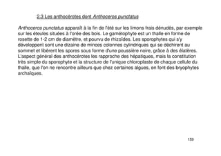 159
2.3 Les anthocérotes dont Anthoceros punctatus
Anthoceros punctatus apparaît à la fin de l'été sur les limons frais dénudés, par exemple
sur les éteules situées à l'orée des bois. Le gamétophyte est un thalle en forme de
rosette de 1-2 cm de diamètre, et pourvu de rhizoïdes. Les sporophytes qui s'y
développent sont une dizaine de minces colonnes cylindriques qui se déchirent au
sommet et libèrent les spores sous forme d'une poussière noire, grâce à des élatères.
L'aspect général des anthocérotes les rapproche des hépatiques, mais la constitution
très simple du sporophyte et la structure de l'unique chloroplaste de chaque cellule du
thalle, que l'on ne rencontre ailleurs que chez certaines algues, en font des bryophytes
archaïques.
 