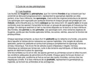 163
2 Cycle de vie des ptéridophytes
2.1 Les fougères
Les feuilles de fougères ou ptérophytes, que l'on nomme frondes et qui croissent par leur
extrémité se déroulant progressivement, représentent le sporophyte diploïde car elles
portent, à leur face inférieure, les sporanges, c'est-à-dire les organes producteurs de spores.
Les sporanges sont regroupés par quelques dizaines et chaque groupe est protégé par une
indusie, sorte d'écaille plus ou moins caduque qui les recouvrent. On appelle sore (à ne pas
confondre avec les spores!) l'ensemble formé par un groupe de sporanges et l'indusie qui les
protège. On distingue aisément à l'œil nu les sores disposés sur le bord ou la face inférieure
des frondes, des pennes ou des pinnules. Les sporanges sont, chez certaines espèces de
fougères, portés par des frondes spéciales fertiles, les autres, stériles, assurant la fonction de
photosynthèse.
Chaque sporange comporte, au bout d'un fin pédicelle qui le rattache à la fronde, une poche
dans laquelle la méiose donne naissance aux spores haploïdes. Une rangée de cellules
spéciales, partant du pédicelle et contournant presque complètement le sporange, forme un
anneau mécanique. Fait d'une file de cellules à paroi d'épaisseur inégale, l'anneau
mécanique se redresse par temps sec, suite à des tensions asymétriques, et libère alors les
spores en déchirant la paroi du sporange.
Une fois tombées sur le sol en été, les spores germent au printemps suivant si elles trouvent
les conditions adéquates de pénombre et d'humidité. Chaque spore forme par division un
minuscule thalle plat, cordiforme et fixé au sol par des (poils) rhizoïdes, comme chez les
hépatiques à thalle. A la face inférieure de ce prothalle, représentant le gamétophyte
haploïde, se forment les anthéridies et les archégones.
 