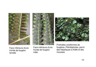 164
Face inférieure d'une
fronde de fougère
femelle
Face inférieure d'une
fronde de fougère
mâle
Prothalles cordiformes de
fougères, Ptéridophytes, parmi
des hépatiques à thalle et des
mousses
 