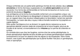 165
Chaque anthéridie est une petite boîte sphérique formée de trois cellules: deux cellules
annulaires en forme d'anneaux superposés et une cellule operculaire servant de
couvercle. Il s'y forme des anthérozoïdes en forme de tire-bouchon et munis à une
extrémité de plusieurs flagelles.
Les archégones ont la forme d'une bouteille renfermant une o(v)osphère unique. Les
cellules du col de l'archégone se désagrègent et laissent le passage aux anthérozoïdes
qui, en nageant dans l'eau de pluie indispensable à la fécondation, tentent de rejoindre
l'o(v)osphère. La fusion des deux noyaux mâle et femelle transforme l'o(v)osphère en
zygote diploïde.
Sans quitter l'archégone et en se divisant, le zygote donne naissance au jeune
sporophyte diploïde, premier stade de croissance de la future fougère, pourvue de
frondes et de racines, et éventuellement d'un rhizome qui lui permet de s'étendre en
surface.
On constate donc que chez les fougères, comme chez les autres ptéridophytes, la
phase sporophytique diploïde est plus durable que la phase gamétophytique haploïde,
contrairement à ce que l'on observe chez les algues ou les bryophytes. Dans l'ordre
évolutif, c'est à partir des ptéridophytes que la plante feuillée n'est plus un gamétophyte,
mais un sporophyte.
 