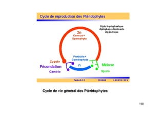168
Cycle de vie général des Ptéridophytes
 