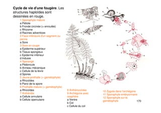 170
1 Sporophyte mature
a Pétiole
b Fronde circinée (= enroulée)
c Rhizome
d Racines adventices
2 Face inférieure d'un segment ou
penne
a Sore
3 Sore en coupe
a Epiderme supérieur
b Tissus spongieux
c Epiderme inférieur
d Indusie
4 Sporange
a Pédoncule
b Anneau mécanique
c Cellule de la lèvre
d Spores
5 Jeune prothalle (= gamétophyte)
a Rhizoïdes
b Paroi de la spore
6 Prothalle mature (= gamétophyte)
a Rhizoïdes
7 Anthéridie
a Cellule annulaire
b Cellule operculaire
Cycle de vie d'une fougère. Les
structures haploïdes sont
dessinées en rouge.
8 Anthérozoïdes
9 Archégone avec
oosphère
a Ventre
b Col
c Cellule du col
10 Zygote dans l'archégone
11 Sporophyte embryonnaire
12 Sporophyte sur le
gamétophyte
 