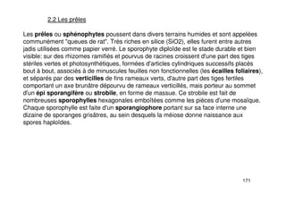 171
2.2 Les prêles
Les prêles ou sphénophytes poussent dans divers terrains humides et sont appelées
communément "queues de rat". Très riches en silice (SiO2), elles furent entre autres
jadis utilisées comme papier verré. Le sporophyte diploïde est le stade durable et bien
visible: sur des rhizomes ramifiés et pourvus de racines croissent d'une part des tiges
stériles vertes et photosynthétiques, formées d'articles cylindriques successifs placés
bout à bout, associés à de minuscules feuilles non fonctionnelles (les écailles foliaires),
et séparés par des verticilles de fins rameaux verts, d'autre part des tiges fertiles
comportant un axe brunâtre dépourvu de rameaux verticillés, mais porteur au sommet
d'un épi sporangifère ou strobile, en forme de massue. Ce strobile est fait de
nombreuses sporophylles hexagonales emboîtées comme les pièces d'une mosaïque.
Chaque sporophylle est faite d'un sporangiophore portant sur sa face interne une
dizaine de sporanges grisâtres, au sein desquels la méiose donne naissance aux
spores haploïdes.
 