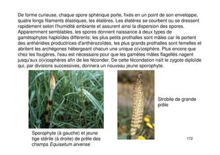 172
De forme curieuse, chaque spore sphérique porte, fixés en un point de son enveloppe,
quatre longs filaments élastiques, les élatères. Les élatères se courbent ou se dressent
rapidement selon l'humidité ambiante et assurent ainsi la dispersion des spores.
Apparemment semblables, les spores donnent naissance à deux types de
gamétophytes haploïdes différents: les plus petits prothalles sont mâles car ils portent
des anthéridies productrices d'anthérozoïdes, les plus grands prothalles sont femelles et
abritent les archégones hébergeant chacun une unique o(v)osphère. Plus encore que
chez les fougères, l'eau est nécessaire pour que les gamètes mâles flagellés nagent
jusqu'aux o(v)osphères afin de les féconder. De cette fécondation naît le zygote diploïde
qui, par divisions successives, donnera un nouveau jeune sporophyte.
Sporophyte (à gauche) et jeune
tige stérile (à droite) de prêle des
champs Equisetum arvense
Strobile de grande
prêle
 