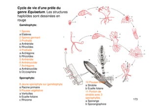 173
Cycle de vie d'une prêle du
genre Equisetum. Les structures
haploïdes sont dessinées en
rouge
Gamétophyte:
1 Spores
a Elatères
2 Spores germant
3 Prothalle
a Anthéridie
b Rhizoïdes
4 Prothalle
a Archégone
b Rhizoïdes
5 Anthéridie
6 Anthérozoïde
7 Archégone
a Anthérozoïde
b O(v)osphère
Sporophyte:
8 Jeune sporophyte sur gamétophyte
a Racine primaire
9 Pousse végétative
a Verticilles
b Ecaille foliaire
c Rhizome
10 Pousse fertile
a Strobile
b Ecaille folaire
11 Portion de
strobile avec 3
sporophylles
a Sporange
b Sporangiophore
 