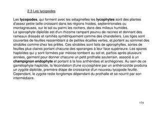 174
2.3 Les lycopodes
Les lycopodes, qui forment avec les sélaginelles les lycophytes sont des plantes
d'assez petite taille croissant dans les régions froides, septentrionales ou
montagneuses, sur le sol ou parmi les rochers, dans des milieux humides.
Le sporophyte diploïde est d'un rhizome rampant pourvu de racines et donnant des
rameaux dressés et ramifiés symétriquement comme des chandeliers. Les tiges sont
couvertes de feuilles ressemblant à de petites écailles vertes, et portent au sommet des
strobiles comme chez les prêles. Ces strobiles sont faits de sporophylles, sortes de
feuilles plus claires portant chacune des sporanges à leur face supérieure. Les spores
haploïdes qui y sont formées par méiose tombent au sol et, parfois après plusieurs
années, germent pour donner chacune un petit prothalle souterrain, associé à un
champignon endophyte et portant à la fois anthéridies et archégones. Au sein de ce
gamétophyte haploïde, la fécondation d'une o(v)osphère par un anthérozoïde produira
un zygote diploïde, première étape de croissance d'un nouveau lycopode feuillé.
Cependant, le zygote reste longtemps dépendant du prothalle et se nourrit par son
intermédiaire.
 