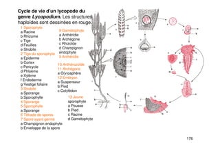 176
Cycle de vie d'un lycopode du
genre Lycopodium. Les structures
haploïdes sont dessinées en rouge.
1 Sporophyte
a Racine
b Rhizome
c Tige
d Feuilles
e Strobile
2 Tige du sporophyte
a Epiderme
b Cortex
c Pericycle
d Phloème
e Xylème
f Endoderme
g Vestige foliaire
3 Strobile
a Sporange
b Sporophylle
4 Sporange
5 Sporophylle
a Sporange
6 Tétrade de spores
7 Spore ayant germé
a Champignon endophyte
b Enveloppe de la spore
8 Gamétophyte
a Anthéridie
b Archégone
c Rhizoïde
d Champignon
endophyte
9 Anthéridie
10 Anthérozoïde
11 Archégone
a O(v)osphère
12 Embryon
a Suspenseur
b Pied
c Cotylédon
13 Jeune
sporophyte
a Pousse
b Pied
c Racine
d Gamétophyte
 