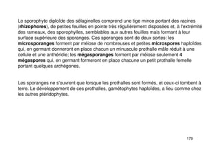 179
Le sporophyte diploïde des sélaginelles comprend une tige mince portant des racines
(rhizophores), de petites feuilles en pointe très régulièrement disposées et, à l'extrémité
des rameaux, des sporophylles, semblables aux autres feuilles mais formant à leur
surface supérieure des sporanges. Ces sporanges sont de deux sortes: les
microsporanges forment par méiose de nombreuses et petites microspores haploïdes
qui, en germant donneront en place chacun un minuscule prothalle mâle réduit à une
cellule et une anthéridie; les mégasporanges forment par méiose seulement 4
mégaspores qui, en germant formeront en place chacune un petit prothalle femelle
portant quelques archégones.
Les sporanges ne s'ouvrent que lorsque les prothalles sont formés, et ceux-ci tombent à
terre. Le développement de ces prothalles, gamétophytes haploïdes, a lieu comme chez
les autres ptéridophytes.
 