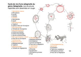 180
Cycle de vie d'une sélaginelle du
genre Selaginella. Les structures
haploïdes sont dessinées en rouge.
1 Sporophyte mature
a Rhizophore
b Feuille
c Strobile
2 Strobile
a Sporophylle
b Ligule
3 Microsporange
a Tapetum
b Cellule-mère de microspore
4 Microsporange
a Tétrade de microspores
5 Microgamétophyte
a Cellule prothalliale
b Cellule d'enveloppe
c Jeunes anthérozoïdes
6 Microgamétophyte mature
a Paroi de la microspore
7 Anthérozoïde
8 Mégasporange
a Mégagamétocyte
b Tapetum
9 Mégasporange
a Tétrade de mégaspores
10 Mégaspore
a Mégagamétophyte
b O(v)osphère
c Col de l'archégone
d Paroi de la mégaspore
11 Sporophyte
embryonnaire
a Rhizoïde
b Suspenseur
c Rhizophore primaire
d Pied
12 Développement du
sporophyte
a Cotyledon
b Tige sous cotylédons
c Rhizophore primaire
d Paroi de la mégaspore
 