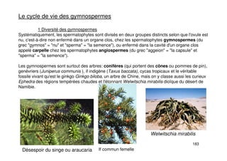 183
Le cycle de vie des gymnospermes
1 Diversité des gymnospermes
Systématiquement, les spermatophytes sont divisés en deux groupes distincts selon que l'ovule est
nu, c'est-à-dire non enfermé dans un organe clos, chez les spermatophytes gymnospermes (du
grec "gymnos" = "nu" et "sperma" = "la semence"), ou enfermé dans la cavité d'un organe clos
appelé carpelle chez les spermatophytes angiospermes (du grec "aggeion" = "la capsule" et
"sperma" = "la semence").
Les gymnospermes sont surtout des arbres: conifères (qui portent des cônes ou pommes de pin),
genévriers (Juniperus communis ), if indigène (Taxus baccata), cycas tropicaux et le véritable
fossile vivant qu'est le ginkgo Ginkgo biloba, un arbre de Chine, mais on y classe aussi les curieux
Ephedra des régions tempérées chaudes et l'étonnant Welwitschia mirabilis dioïque du désert de
Namibie.
If commun femelle
Désespoir du singe ou araucaria
Welwitschia mirabilis
 