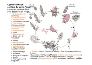 185
Cycle de vie d'un
conifère du genre Pinus.
Les structures haploïdes
sont dessinées en rouge.
1 Strobile d'étamines
(printemps)
2 Strobile d'étamines
3 Microsporophylle
a Tétrade de microspores
4 Pollen mature
(microgamétophyte)
5 Strobile d'ovules
(printemps)
6 Strobile d'ovules
a Ovule
7 Mégasporophylle
a Cellule-mère de
mégaspore
b Nucelle
8 Mégasporophylle
a Tétrade de mégaspores
9 Mégasporophylle
a Mégagamétophyte
10 Ovule (13 mois)
a Mégagamétophyte
b Archégone
c Noyau de l'o(v)osphère
d Nucelle
e Pollen ayant germé
f Tégument
11 Ovule (14 mois); a Tégument; b Nucelle; c Tissu du mégagamétophyte; d
Embryon
e Suspenseur; f Archégone; g Micropyle; 12 Graine ailée; 13 Ovule mature; a
Tégument; b Nucelle; c Tissu du mégagamétophyte; d Embryon
e Micropyle; 14 Germination de la graine; a Cotylédon; b Plumule; c Radicule
 