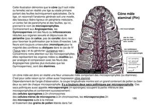 186
Cette illustration démontre que le cône (qu'il soit mâle
ou femelle) est en réalité une tige au stade primaire
portant des feuilles techniquement spécialisées. De la
tige, on reconnaît l'anatomie générale soit une moelle,
des faisceaux libéro-ligneux en périphérie médulaire,
un cortex fait de parenchyme et des feuilles, qui ici,
prennent le nom de microsporophylles.
Contrairement aux Angiospermes, les
Gymnospermes ont des fleurs ou inflorescences
réduites aux organes sexuels et dépourvues de
périanthe (pas de calice, pas de corolle) donc rien
pour favoriser la pollinisation par le biais d'insectes. Les
fleurs sont toujours unisexuées (monoïques pour la
majorité des conifères ou dioïques dans le cas de l'if
(Taxus spp.) et du génévrier (Juniperus spp.).
Concentrons notre attention sur les microsporophylles;
elles représentent les organes mâles ou écailles qui,
par analogie et comparaison avec les fleurs des
Angiospermes (plantes plus évoluées que les
Gymnospermes), sont des étamines.
Un cône mâle est donc en réalité une fleur unisexuée mâle comportant des microsporophylles (ou étamines).
C'est pour cette raison qu'on utilise aussi l'expression cône staminé.
Dépendamment de l'angle d'observation, la coupe longitudinale montre soit un grand contenant de pollen ou bien
deux au sein de chaque microsporophylle. Il y a toujours deux sacs polliniques par microsporophylle. Ces
sacs polliniques aussi appelés microsporanges (m-sporanges) occupent la partie inférieure des
microsporophylles et contiennent successivement :
des cellules sporogènes à 2n chromosomes
des cellules-mères de microspores à 2n chromosomes, les microsporocytes 2n
des microspores suite à la méïose
et finalement des grains de pollen libérés dans l'air
Cône mâle
staminal (Pin)
 