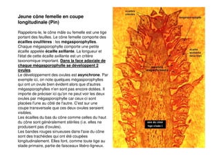 187
Rappelons-le, le cône mâle ou femelle est une tige
portant des feuilles. Le cône femelle comporte des
écailles ovulifères : les mégasporophylles.
Chaque mégasporophylle comporte une petite
écaille appelée écaille axillante. La longueur et
l'état de cette écaille axillante est un critère
taxonomique important. Dans la face adaxiale de
chaque mégasporophylle se développent 2
ovules.
Le développement des ovules est asynchrone. Par
exemple ici, on note quelques mégasporophylles
qui ont un ovule bien évident alors que d'autres
mégasporophylles n'en sont pas encore dotées. Il
importe de préciser ici qu'on ne peut voir les deux
ovules par mégasporophylle car ceux-ci sont
placées l'une au côté de l'autre. C'est sur une
coupe transversale que ces deux ovules seraient
visibles.
Les écailles du bas du cône comme celles du haut
du cône sont généralement stériles (i.e. elles ne
produisent pas d'ovules).
Les bandes rouges sinueuses dans l'axe du cône
sont des trachéides qui ont été coupées
longitudinalement. Elles font, comme toute tige au
stade primaire, partie de faisceaux libéro-ligneux.
Jeune cône femelle en coupe
longitudinale (Pin)
 