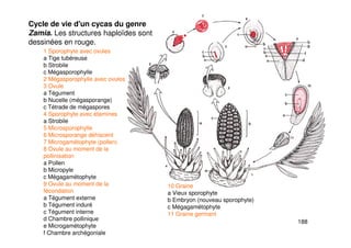 188
Cycle de vie d'un cycas du genre
Zamia. Les structures haploïdes sont
dessinées en rouge.
1 Sporophyte avec ovules
a Tige tubéreuse
b Strobile
c Mégasporophylle
2 Mégasporophylle avec ovules
3 Ovule
a Tégument
b Nucelle (mégasporange)
c Tétrade de mégaspores
4 Sporophyte avec étamines
a Strobile
5 Microsporophylle
6 Microsporange déhiscent
7 Microgamétophyte (pollen)
8 Ovule au moment de la
pollinisation
a Pollen
b Micropyle
c Mégagamétophyte
9 Ovule au moment de la
fécondation
a Tégument externe
b Tégument induré
c Tégument interne
d Chambre pollinique
e Microgamétophyte
f Chambre archégoniale
g Archégone
10 Graine
a Vieux sporophyte
b Embryon (nouveau sporophyte)
c Mégagamétophyte
11 Graine germant
 