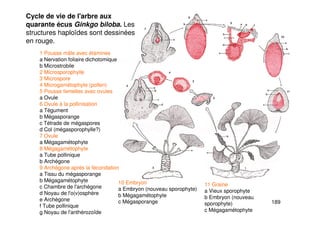 189
Cycle de vie de l'arbre aux
quarante écus Ginkgo biloba. Les
structures haploïdes sont dessinées
en rouge.
1 Pousse mâle avec étamines
a Nervation foliaire dichotomique
b Microstrobile
2 Microsporophylle
3 Microspore
4 Microgamétophyte (pollen)
5 Pousse femelles avec ovules
a Ovule
6 Ovule à la pollinisation
a Tégument
b Mégasporange
c Tétrade de mégaspores
d Col (mégasporophylle?)
7 Ovule
a Mégagamétophyte
8 Mégagamétophyte
a Tube pollinique
b Archégone
9 Archégone après la fécondation
a Tissu du mégasporange
b Mégagamétophyte
c Chambre de l'archégone
d Noyau de l'o(v)osphère
e Archégone
f Tube pollinique
g Noyau de l'anthérozoïde
10 Embryon
a Embryon (nouveau sporophyte)
b Mégagamétophyte
c Mégasporange
11 Graine
a Vieux sporophyte
b Embryon (nouveau
sporophyte)
c Mégagamétophyte
 