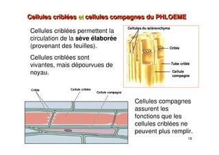 19
Cellules criblées et cellules compagnes du PHLOEME
Cellules criblées et cellules compagnes du PHLOEME
Cellules criblées permettent la
circulation de la sève élaborée
(provenant des feuilles).
Cellules criblées sont
vivantes, mais dépourvues de
noyau.
Cellules compagnes
assurent les
fonctions que les
cellules criblées ne
peuvent plus remplir.
 