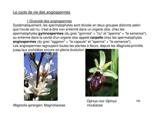 190
Le cycle de vie des angiospermes
1 Diversité des angiospermes
Systématiquement, les spermatophytes sont divisés en deux groupes distincts selon
que l'ovule est nu, c'est-à-dire non enfermé dans un organe clos, chez les
spermatophytes gymnospermes (du grec "gymnos" = "nu" et "sperma" = "la semence"),
ou enfermé dans la cavité d'un organe clos appelé carpelle chez les spermatophytes
angiospermes (du grec "aggeion" = "la capsule" et "sperma" = "la semence").
Les angiospermes regroupent toutes les plantes à fleurs, depuis les Magnolia primitifs
jusqu'aux orchidées encore en pleine évolution.
Magnolia sprengeri, Magnoliaceae
Ophrys noir Ophrys
incubacea
 