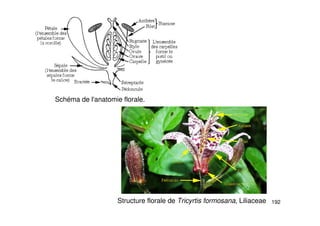 192
Schéma de l'anatomie florale.
Structure florale de Tricyrtis formosana, Liliaceae
 