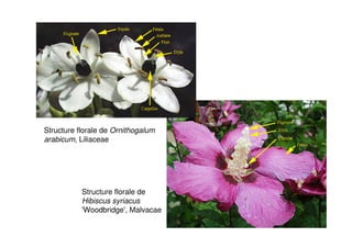 193
Structure florale de Ornithogalum
arabicum, Liliaceae
Structure florale de
Hibiscus syriacus
'Woodbridge', Malvacae
 