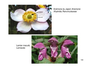 194
Anémone du Japon Anemone
Xhybrida, Ranunculaceae
Lamier maculé,
Lamiacée
 