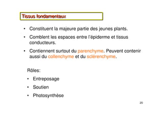 20
Tissus fondamentaux
Tissus fondamentaux
• Constituent la majeure partie des jeunes plants.
• Comblent les espaces entre l’épiderme et tissus
conducteurs.
• Contiennent surtout du parenchyme. Peuvent contenir
aussi du collenchyme et du sclérenchyme.
Rôles:
• Entreposage
• Soutien
• Photosynthèse
 
