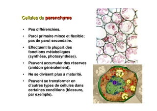21
Cellules du parenchyme
Cellules du parenchyme
• Peu différenciées.
• Paroi primaire mince et flexible;
pas de paroi secondaire.
• Effectuent la plupart des
fonctions métaboliques
(synthèse, photosynthèse).
• Peuvent accumuler des réserves
(amidon généralement).
• Ne se divisent plus à maturité.
• Peuvent se transformer en
d’autres types de cellules dans
certaines conditions (blessure,
par exemple).
 