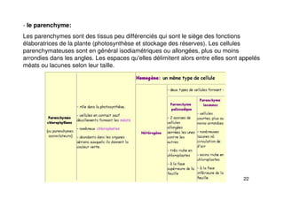 22
- le parenchyme:
Les parenchymes sont des tissus peu différenciés qui sont le siège des fonctions
élaboratrices de la plante (photosynthèse et stockage des réserves). Les cellules
parenchymateuses sont en général isodiamétriques ou allongées, plus ou moins
arrondies dans les angles. Les espaces qu'elles délimitent alors entre elles sont appelés
méats ou lacunes selon leur taille.
 