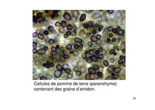 24
Cellules de pomme de terre (parenchyme)
contenant des grains d’amidon.
 