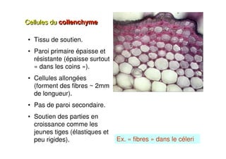 25
Cellules du collenchyme
Cellules du collenchyme
• Tissu de soutien.
• Paroi primaire épaisse et
résistante (épaisse surtout
« dans les coins »).
• Cellules allongées
(forment des fibres ~ 2mm
de longueur).
• Pas de paroi secondaire.
• Soutien des parties en
croissance comme les
jeunes tiges (élastiques et
peu rigides). Ex. « fibres » dans le céleri
 