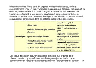 26
Le collenchyme se forme dans les organes jeunes en croissance, aériens
essentiellement. C'est un tissu vivant dont les parois sont épaissies par un dépôt de
cellulose, ce qui confère à la plante une grande résistance à la flexion et à la
traction, une élasticité et une certaine souplesse. Il est généralement situé en
anneaux ou en îlots sous l'épiderme des tiges et des pétioles, ou encore accolé à
des vaisseaux conducteurs dans les pétioles ou les limbes des feuilles.
Les tissus de soutien assurent souplesse et rigidité aux organes de la
plante. Le collenchyme se forme dans les organes jeunes tandis que le
sclérenchyme se rencontre dans les organes dont l'allongement est achevé.
 