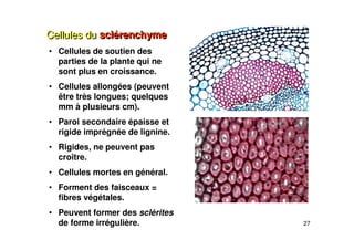 27
Cellules du sclérenchyme
Cellules du sclérenchyme
• Cellules de soutien des
parties de la plante qui ne
sont plus en croissance.
• Cellules allongées (peuvent
être très longues; quelques
mm à plusieurs cm).
• Paroi secondaire épaisse et
rigide imprégnée de lignine.
• Rigides, ne peuvent pas
croître.
• Cellules mortes en général.
• Forment des faisceaux =
fibres végétales.
• Peuvent former des sclérites
de forme irrégulière.
 