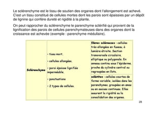 28
Le sclérenchyme est le tissu de soutien des organes dont l'allongement est achevé.
C'est un tissu constitué de cellules mortes dont les parois sont épaissies par un dépôt
de lignine qui confère dureté et rigidité à la plante.
On peut rapprocher du sclérenchyme le parenchyme sclérifié qui provient de la
lignification des parois de cellules parenchymateuses dans des organes dont la
croissance est achevée (exemple : parenchyme médullaire).
 