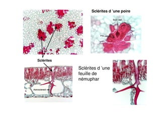 29
Sclérites d ’une poire
Sclérites d ’une
feuille de
némuphar
Sclérites
 